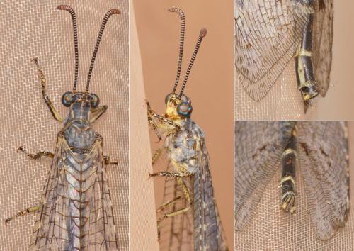 Distoleon tetragrammicus